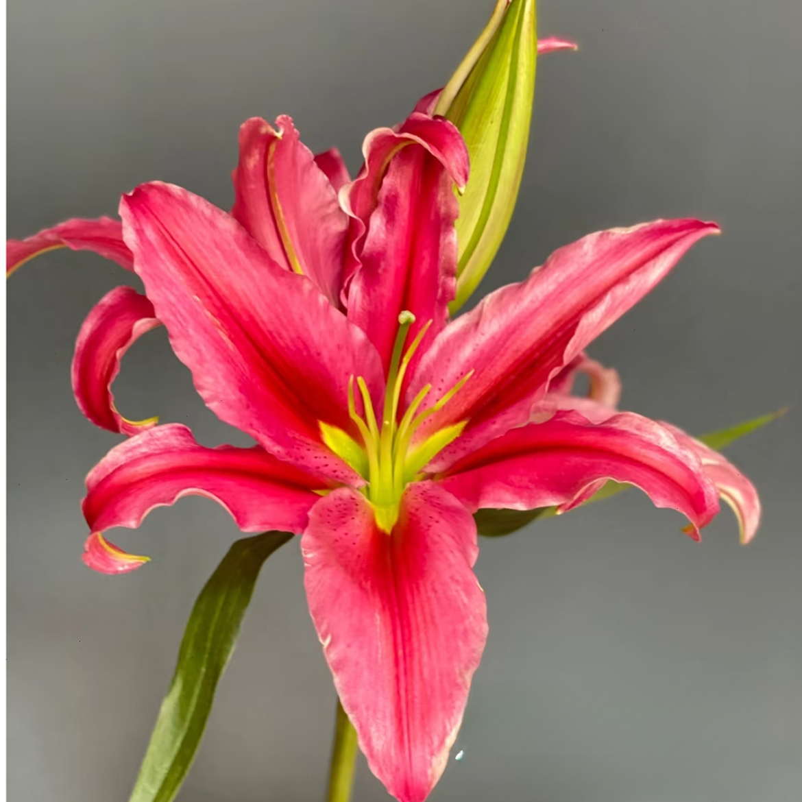 【大聪明卖花】红中红香水百合-任意2单鲜花包邮发货后不支持退款