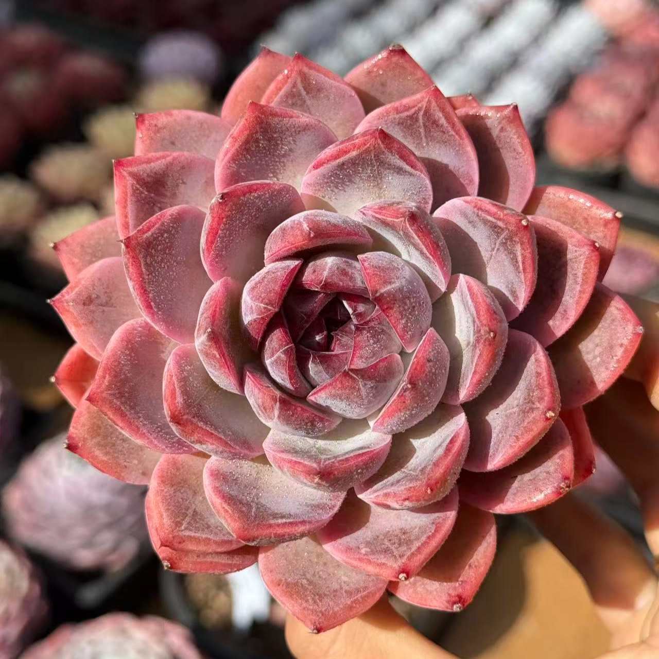 10#午夜香吻多肉植物  前男友精品多肉E17