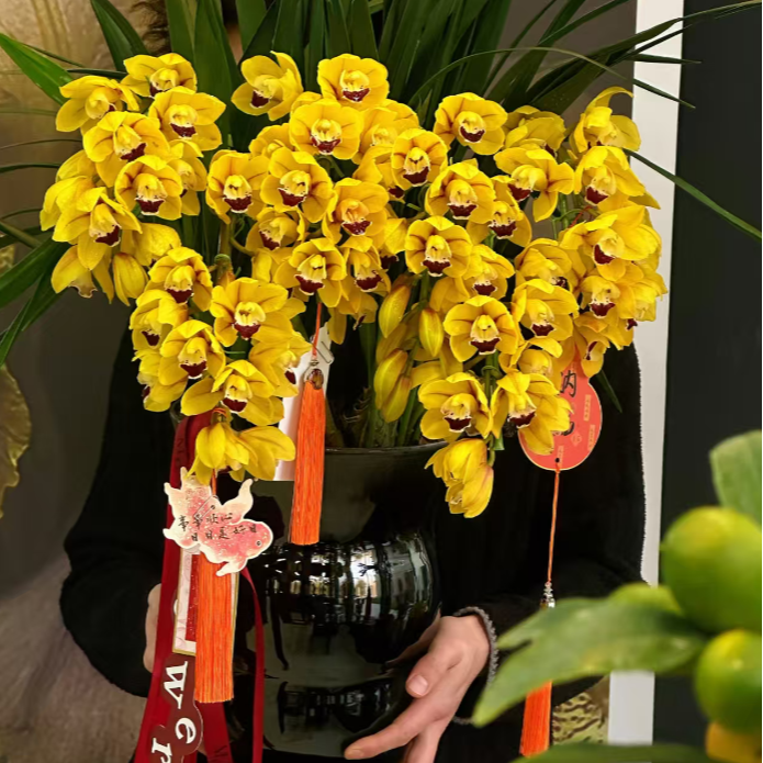 【宝宝专属元宝】大花蕙兰年宵花 绿植盆栽花卉室内好养易活带