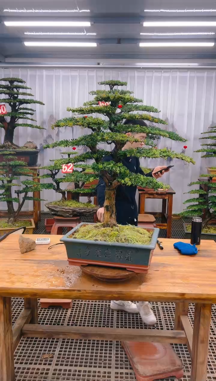 【闪购商品】紫砂精品盆景直播间一物一拍