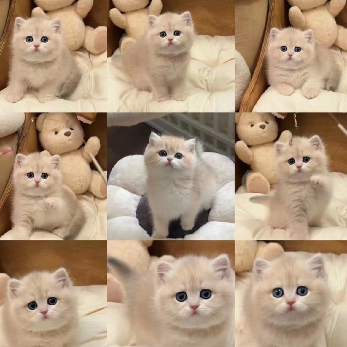 糊糊（品全）缅因蓝金金渐层布偶银渐层