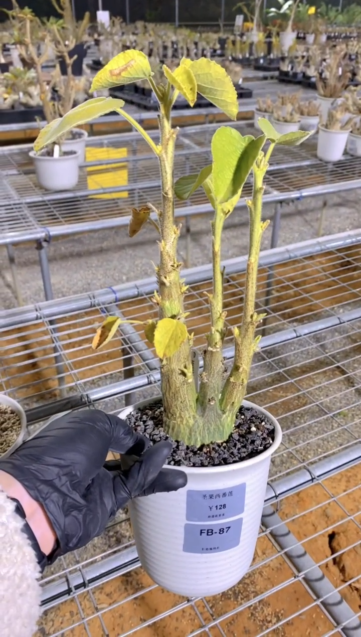 【闪购商品】圣果西番莲FB-87