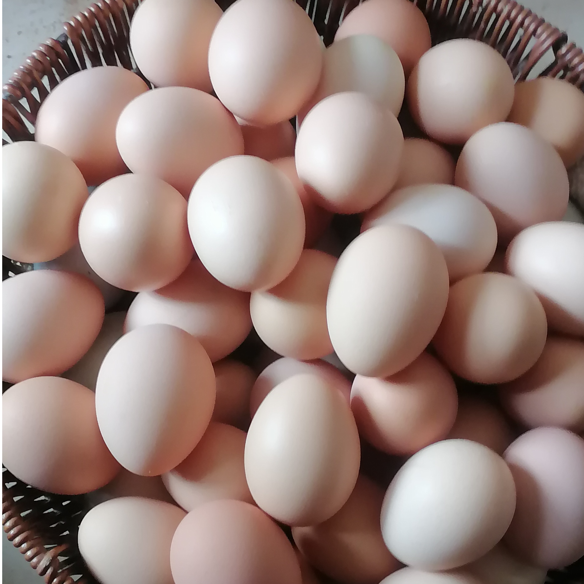 农家土鸡鲜蛋30枚【顺丰包邮】