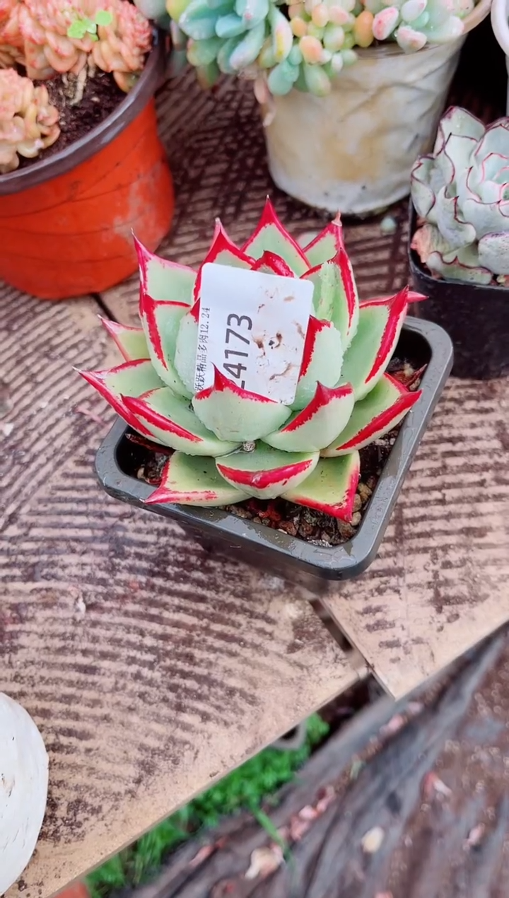 时**苒跃跃精品多肉24173