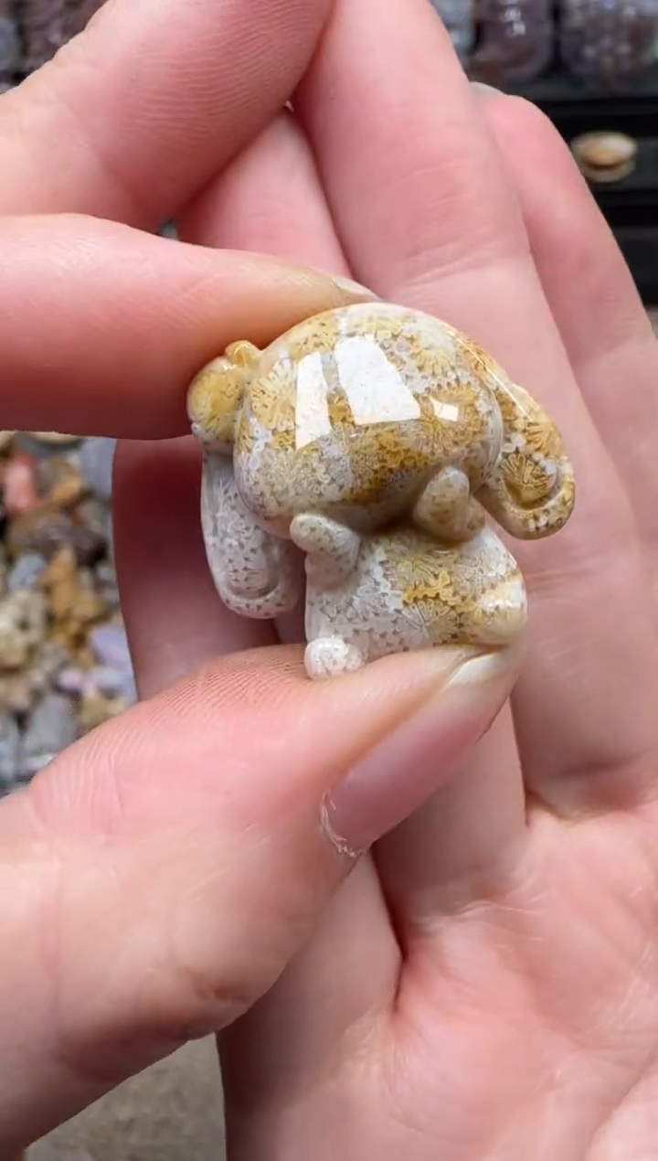 颈饰未镶嵌硅化珊瑚（珊瑚玉）233