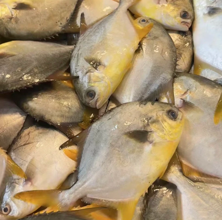 黄特鲳-[直播间价格为准]阳江南海鱼单品鱼指定