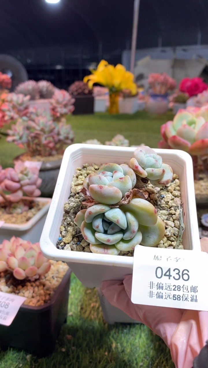 【闪购商品】0436a