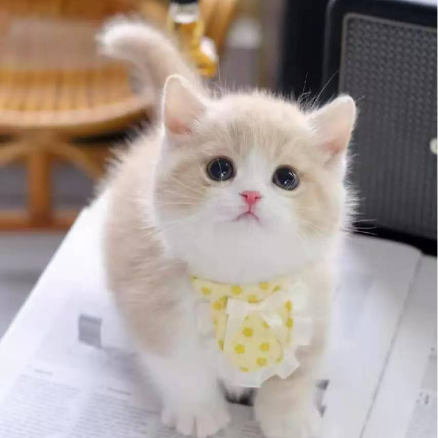 【小喵公社】宠物猫英短豹猫金渐层布偶蓝金
