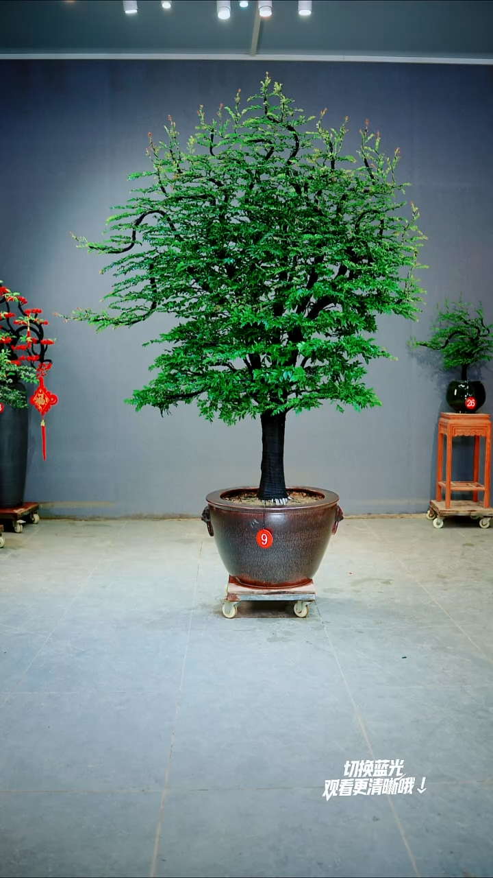 当前无花朵，栽培后可花朵松*哥不带盆 一物一拍绿植