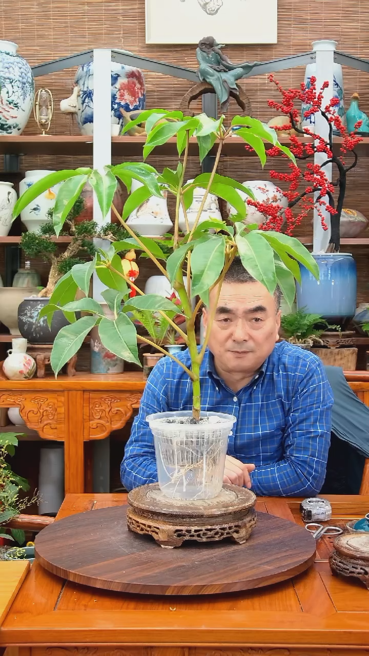 无花朵汉*克水之韵水培保萝