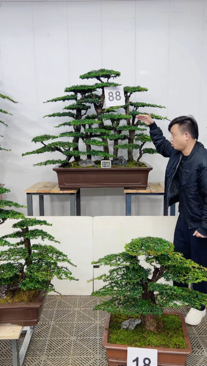 无花朵造型盆景一物一拍