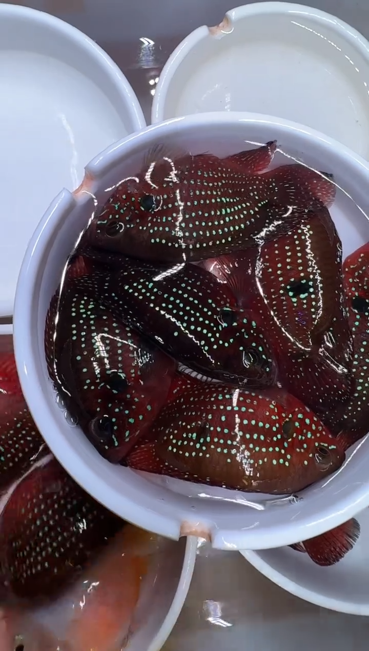 红宝石鱼红宝石5备1