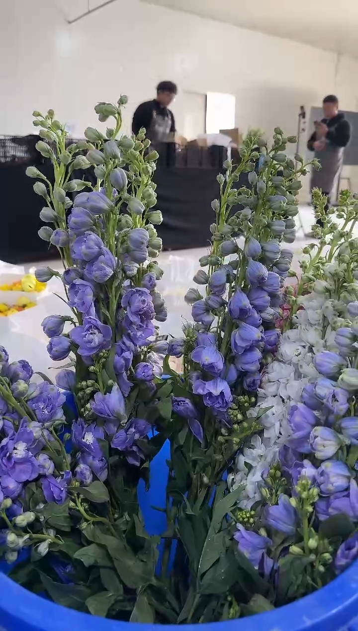 牵****步大飞燕  紫色  5枝  牵着小猪散步