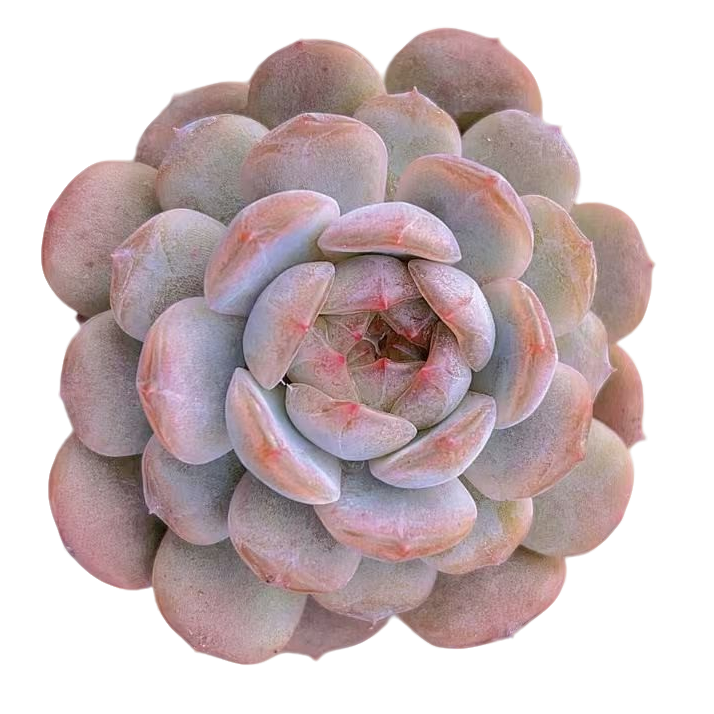 精品单头蝶恋花多肉【满19包邮】