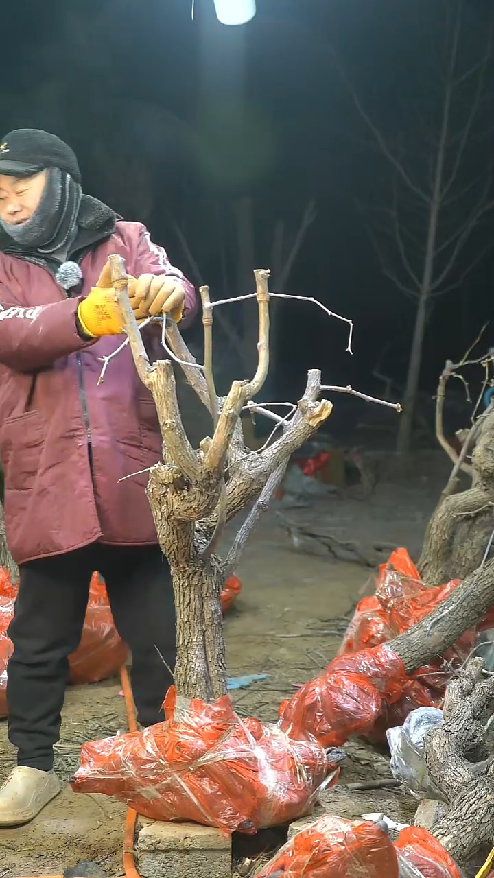 完全开放枣树629