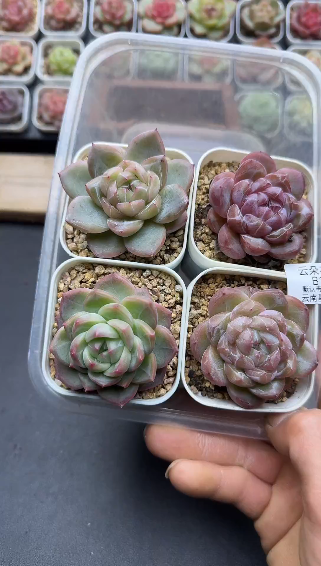 珍妮杂交多肉B10