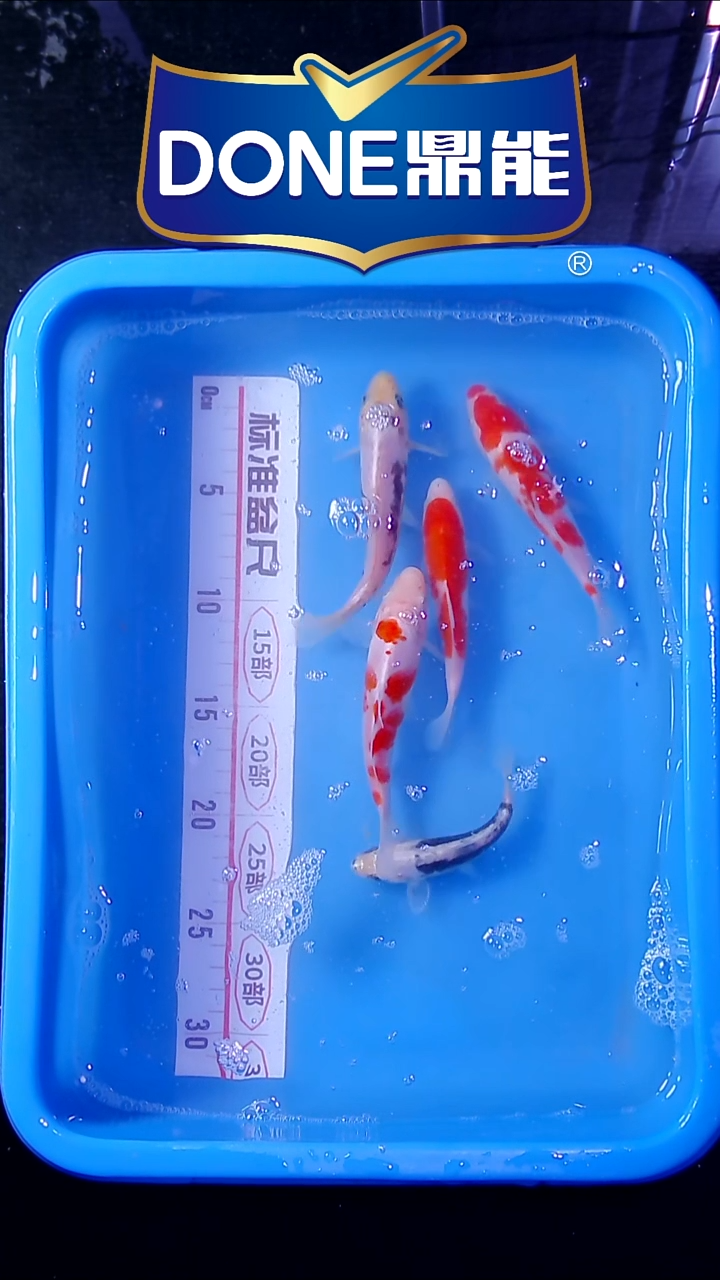 锦鲤直播间菁选 对版发货 51号