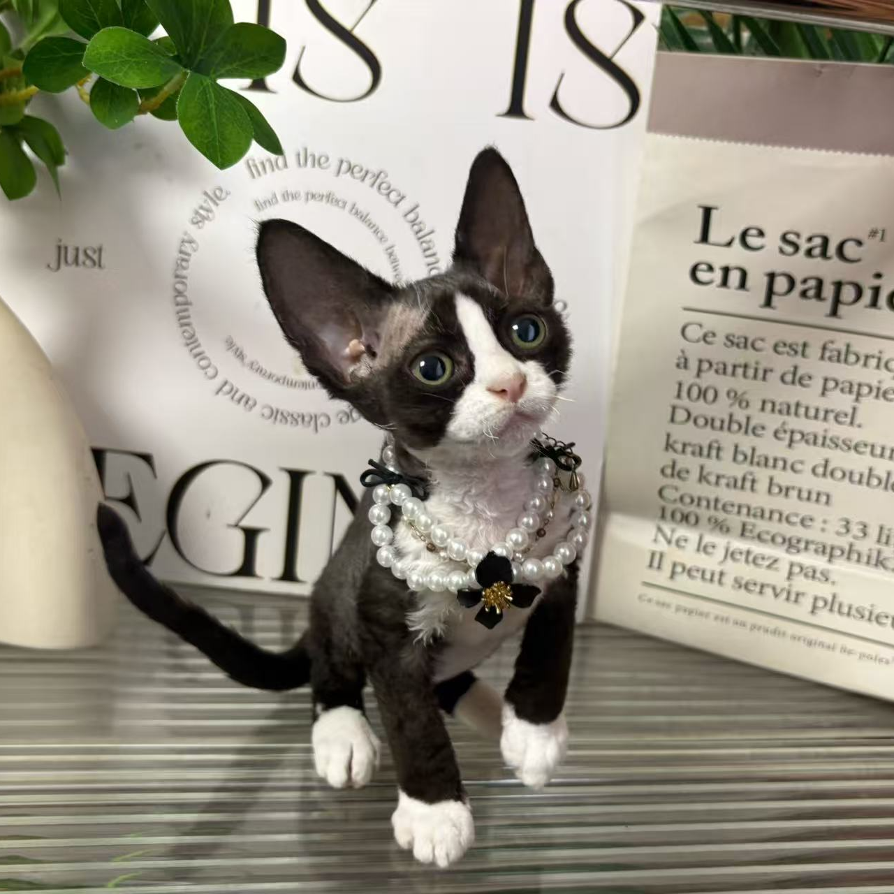 【蔚蓝家】德文卷毛猫黑白妹妹-玖月