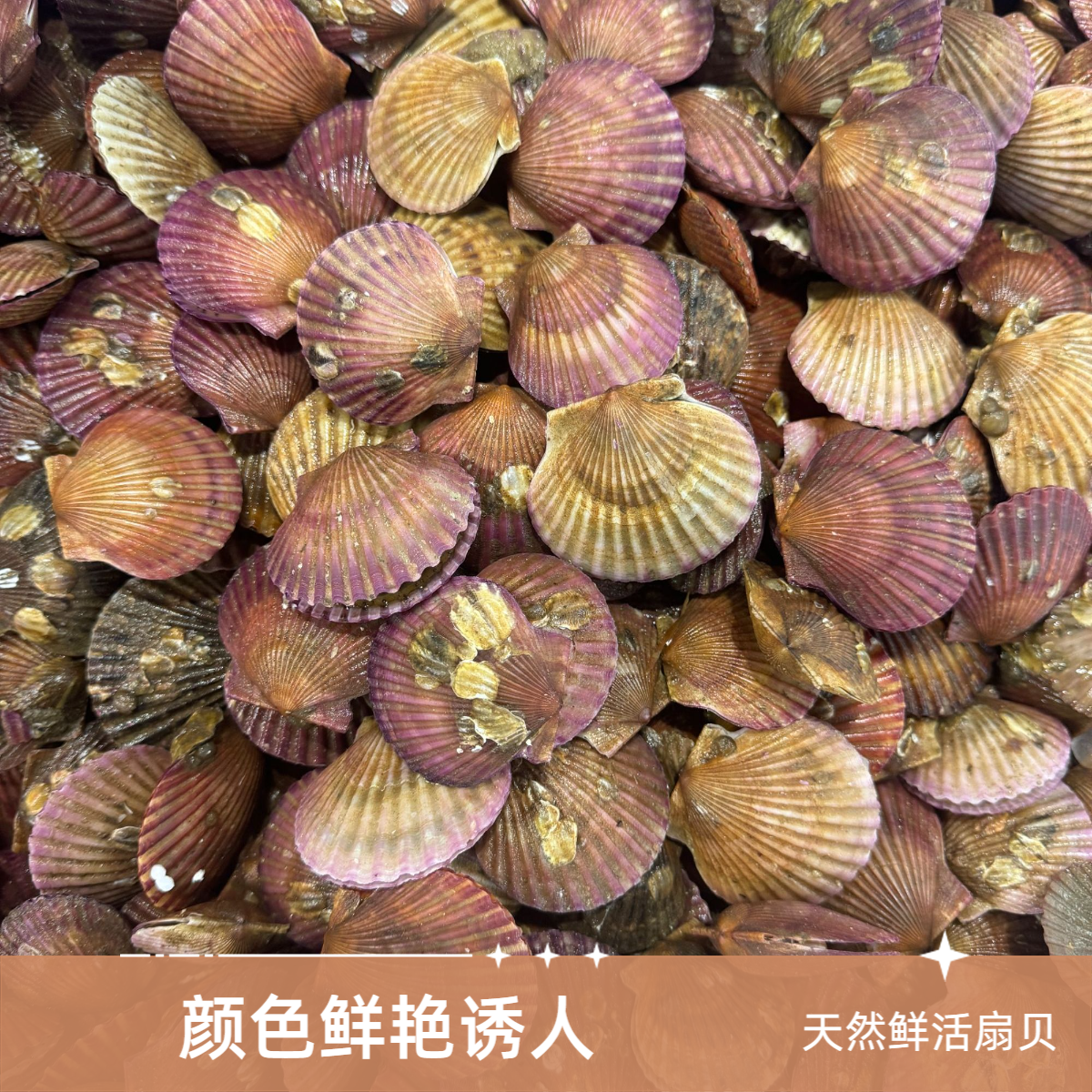 鲜活小红贝三斤装