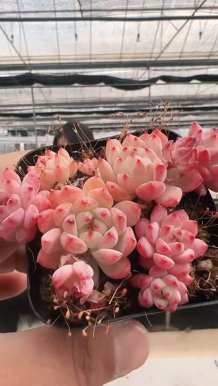 【闪购商品】新款多肉-209