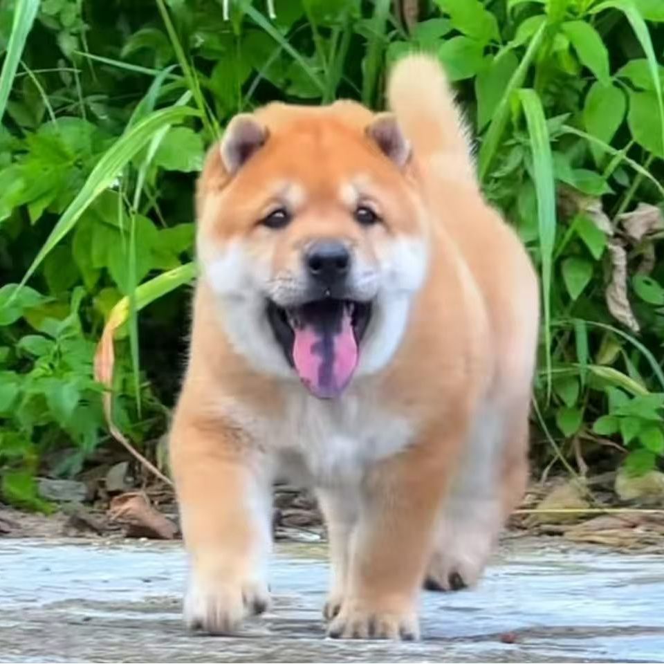 广西田园犬（小龙）狗狗活体