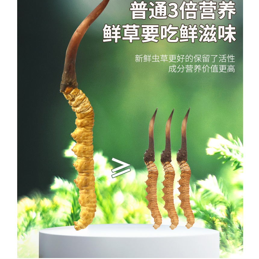 吉姆专属【0.6-0.8克/根】2025头茬新鲜冬虫夏草大草