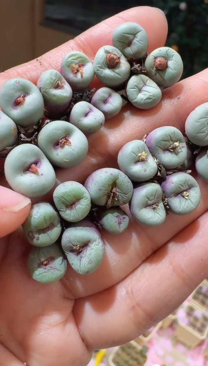 178多肉植物肉锥TS427群生母本一颗