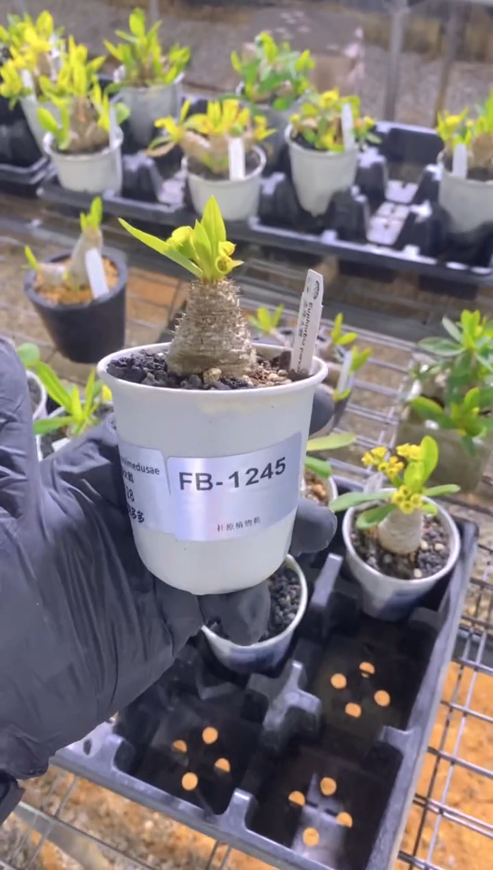 【闪购商品】念珠大戟FB-1245