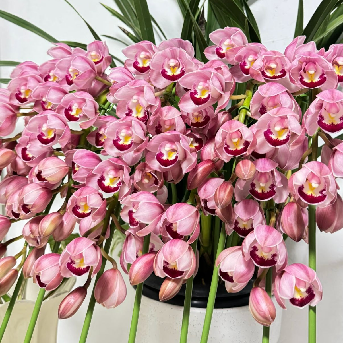 朝阳拱兰5枝花剑大花蕙兰年宵花室内阳台花苞发货