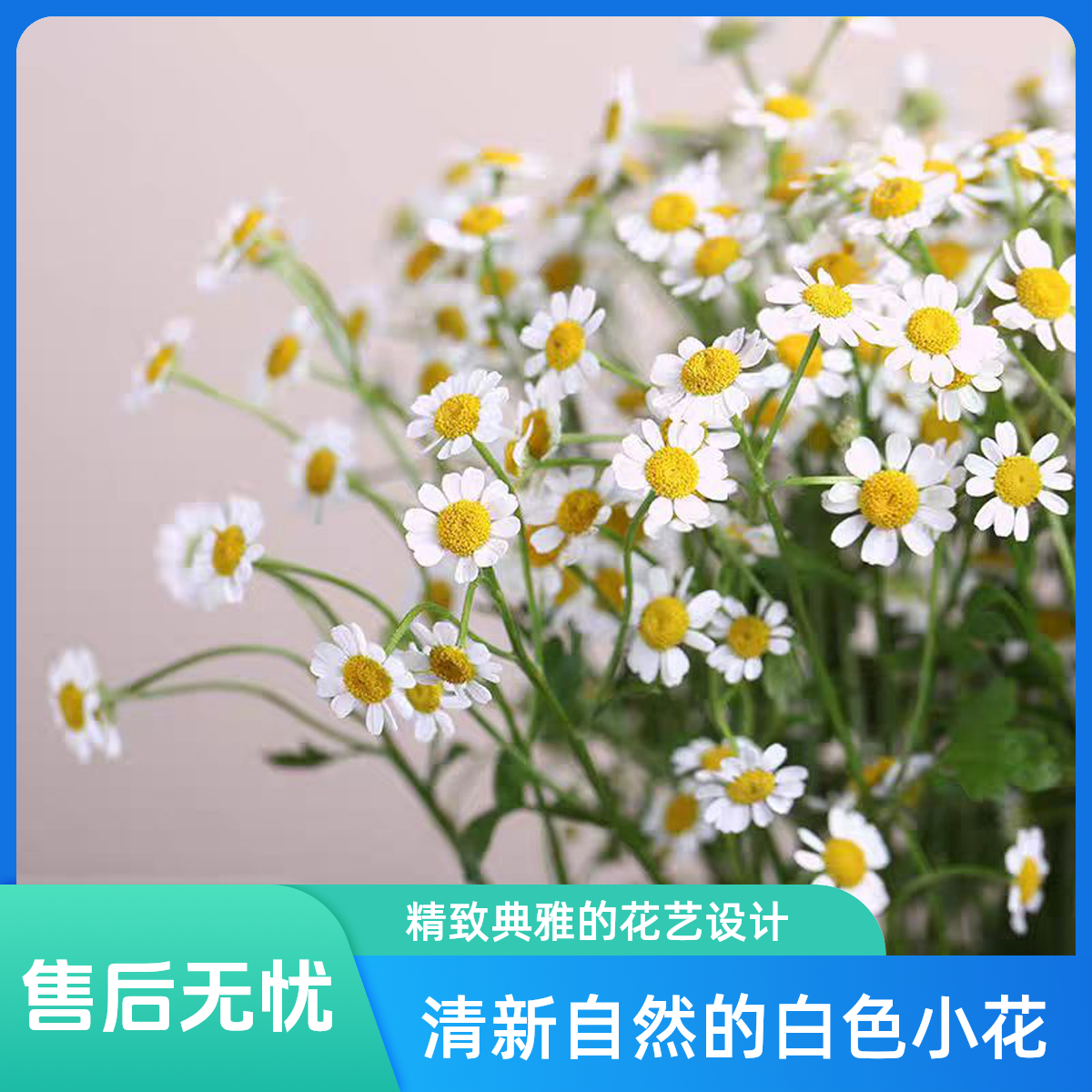 洋甘菊鲜花 同城派送 1-2小时送达