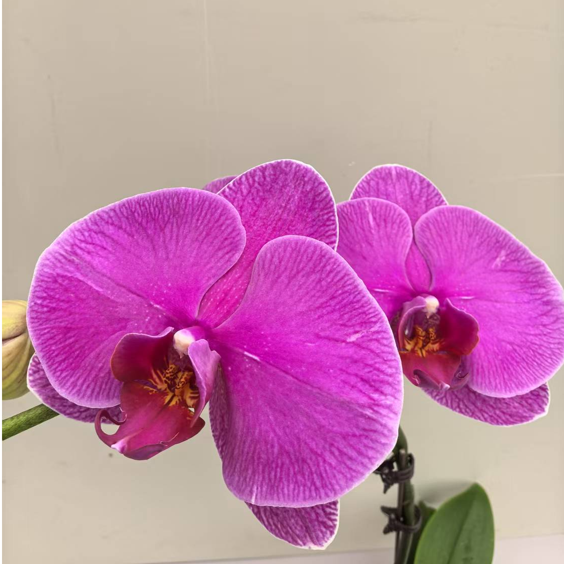 蝴蝶兰【恭喜发财】花期超长中大花 基地直发