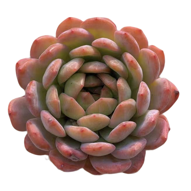 单双大全明星多肉【满19包邮】