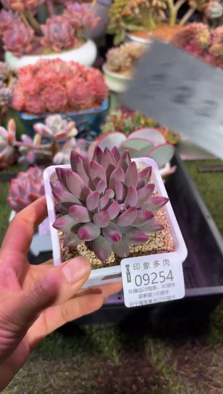 【闪购商品】09254