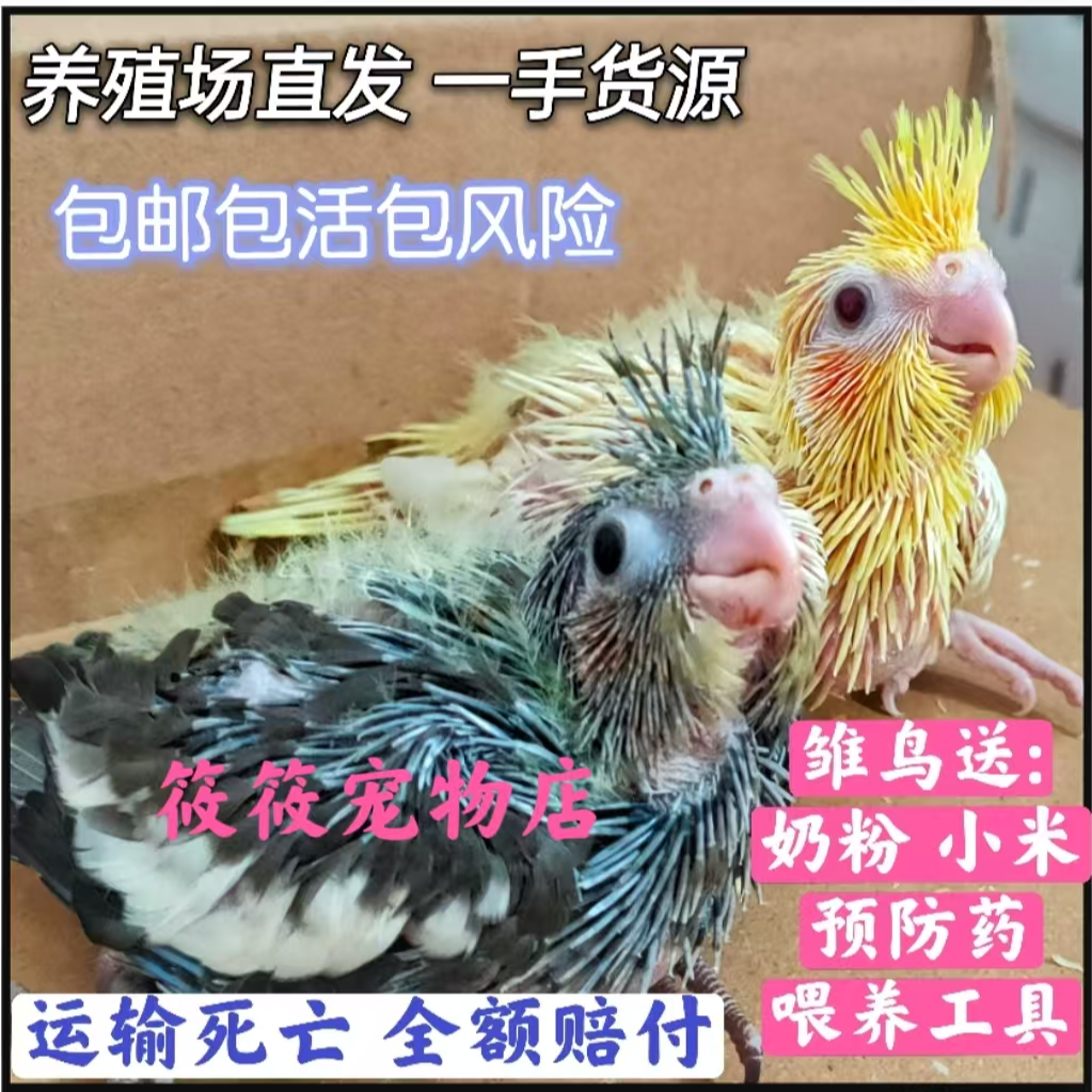 手养玄凤雏鸟牡丹鹦鹉活体紫罗兰宠物亲人粘人小鸟活泼听话好喂养