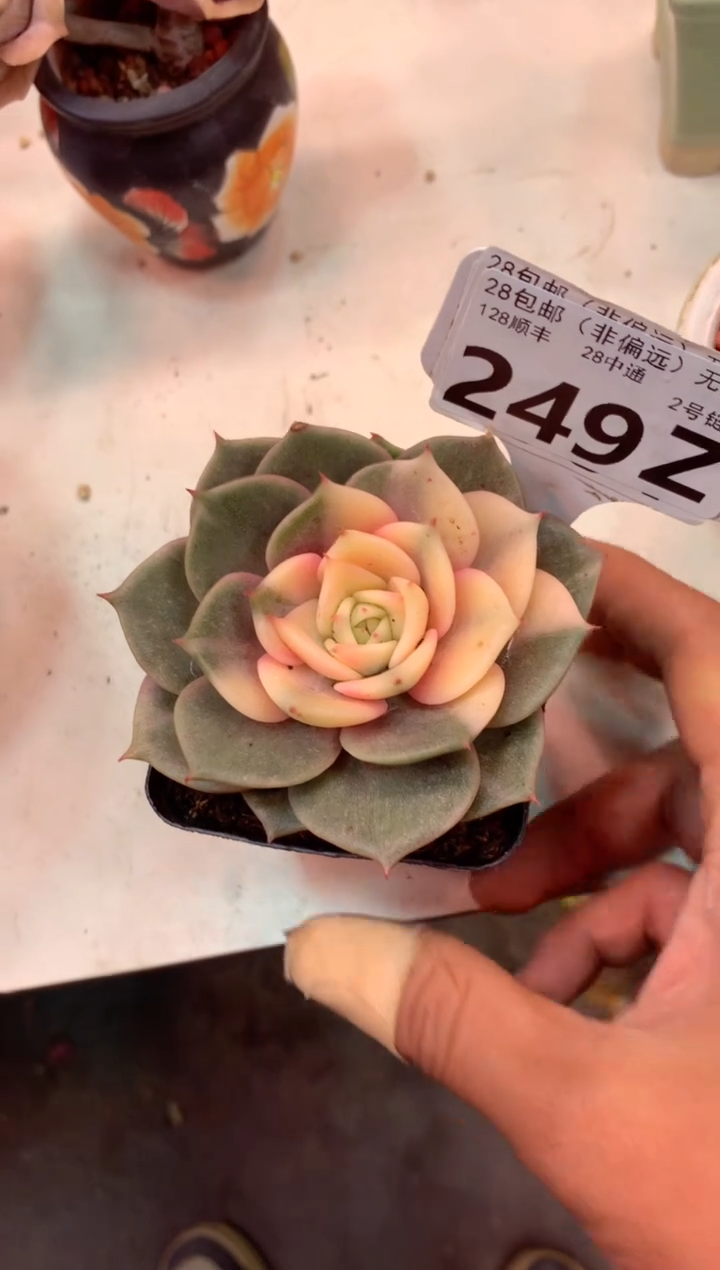 249Z（一物一拍，精品多肉，w所见即所得 ）