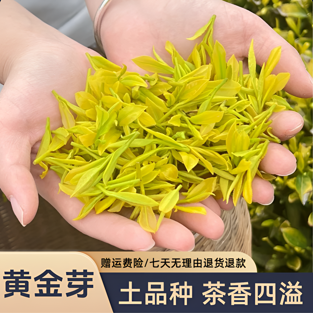 [福利补贴]土品种黄金芽2025年新茶花果香安吉原料新茶春散装茶叶