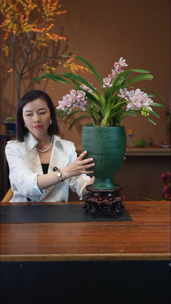 全部花朵樱花盆景盆景盆景