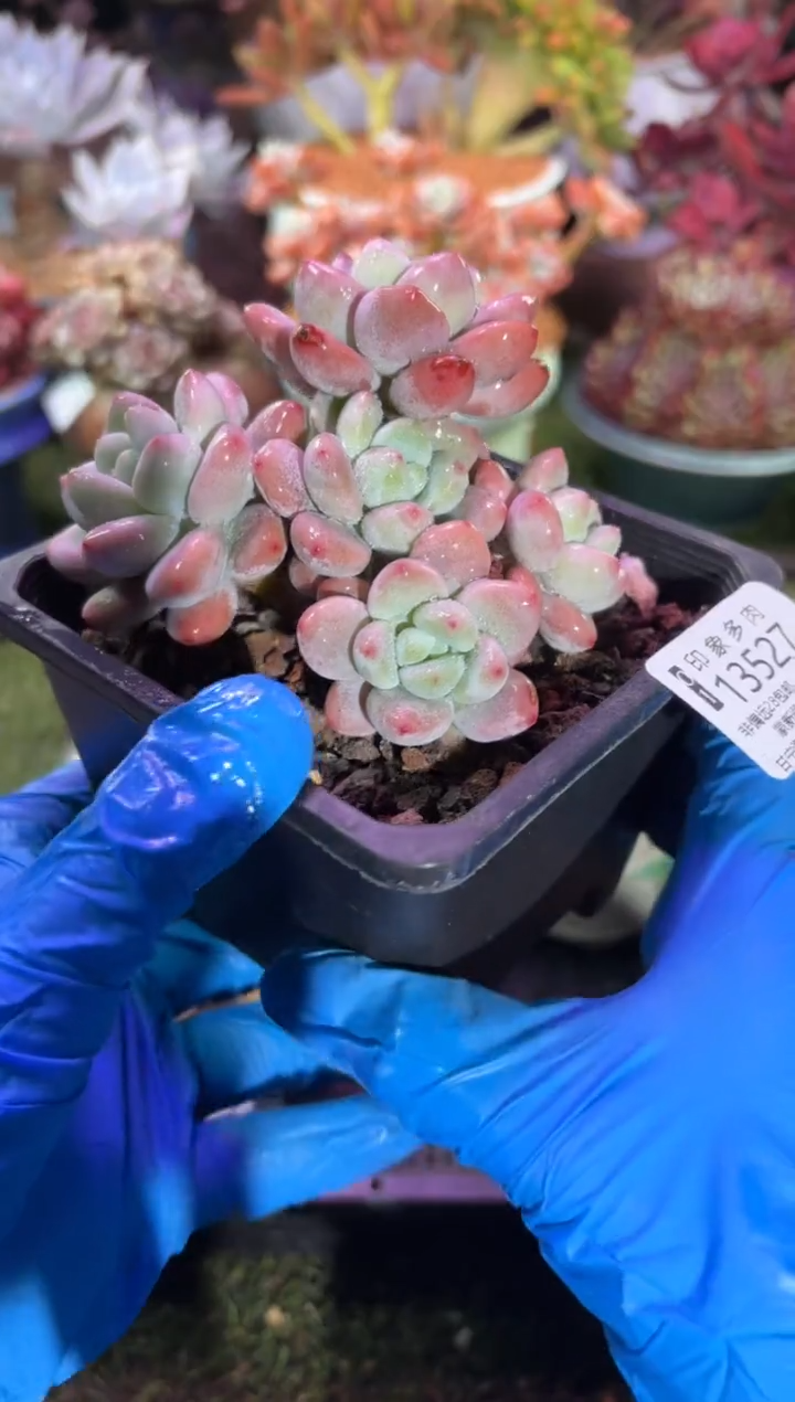 【闪购商品】13527