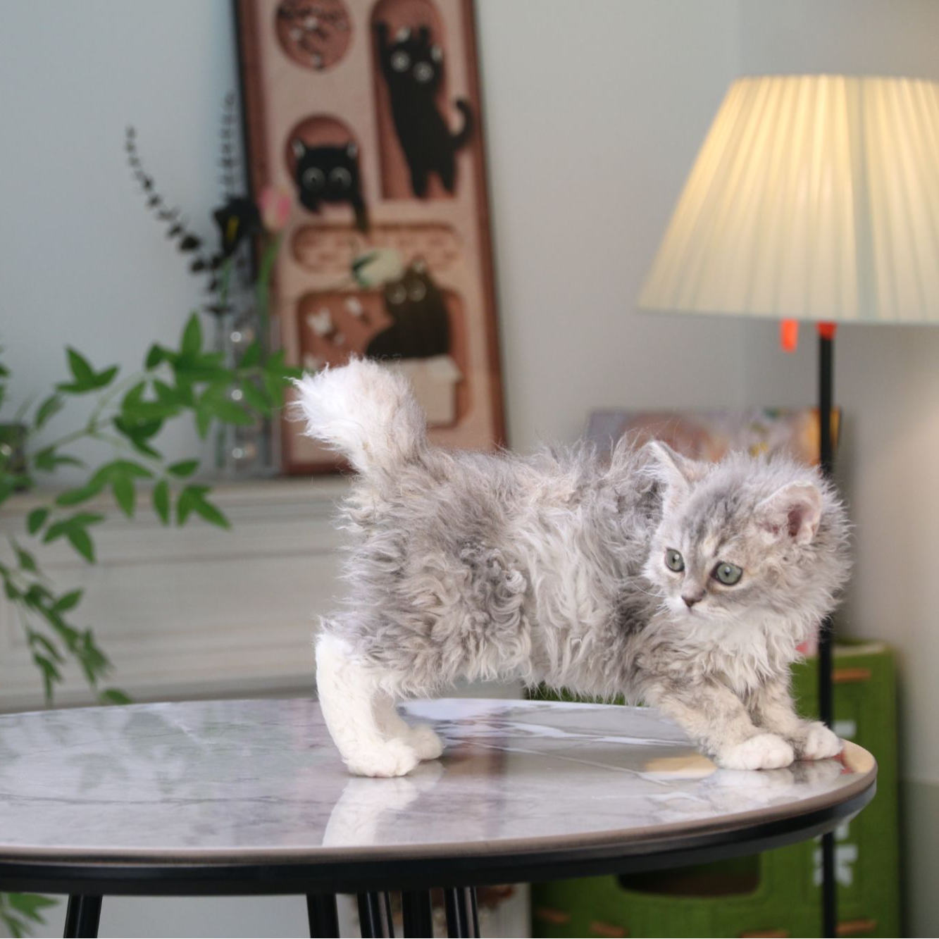 赛尔凯克卷毛猫活体猫咪蓝虎斑妹妹