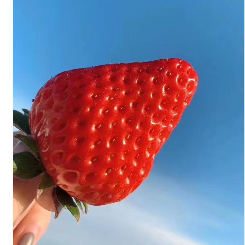 25大促丹东99新鲜现摘应季水果牛奶红颜草莓空运包邮【DY】