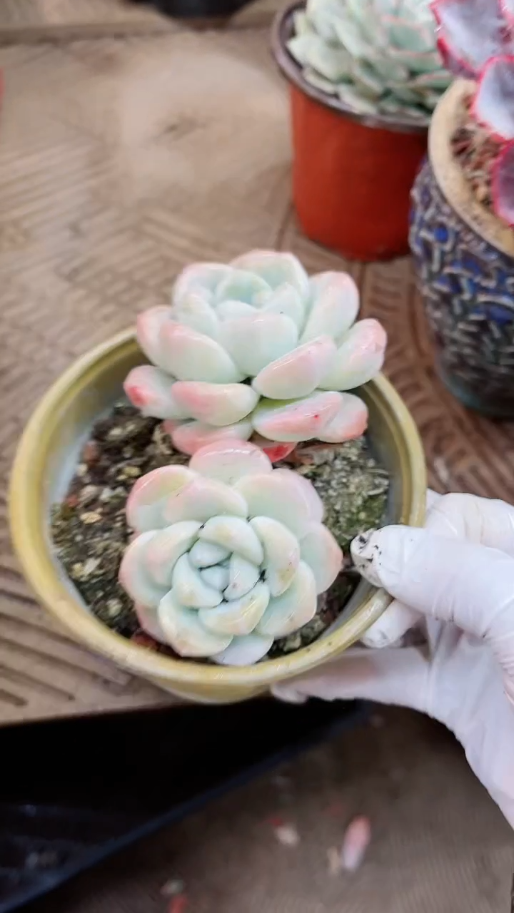 【闪购商品】16015