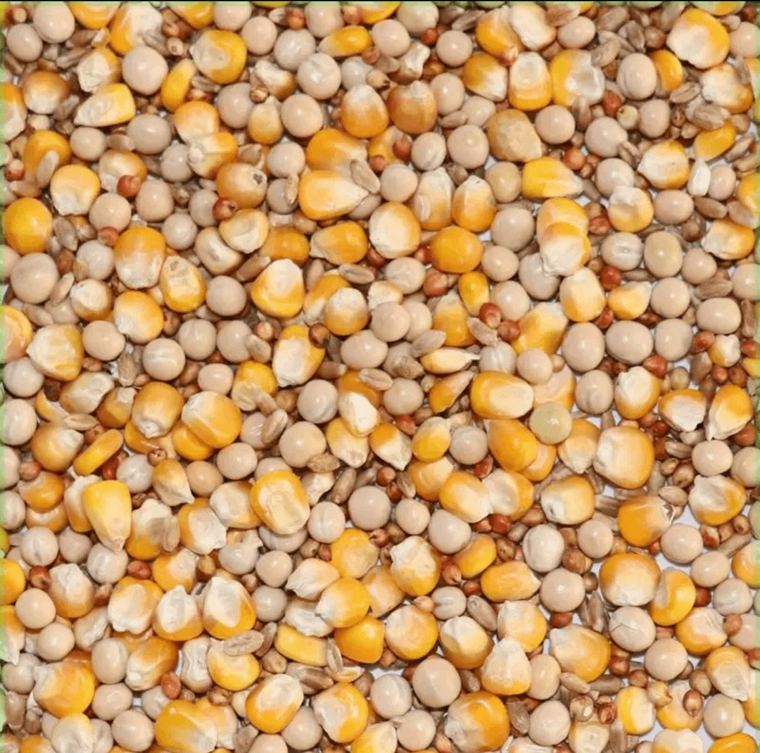 五斤鸽用杂粮（玉米，小麦，豌豆，高粱，颗粒，保健砂）