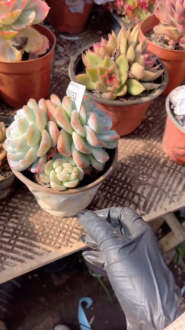 亮*跃跃精品多肉05032