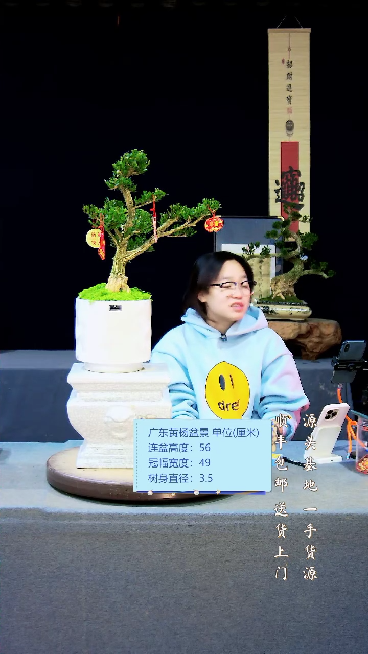 【闪购商品】雀舌黄杨盆景雀舌黄杨盆景