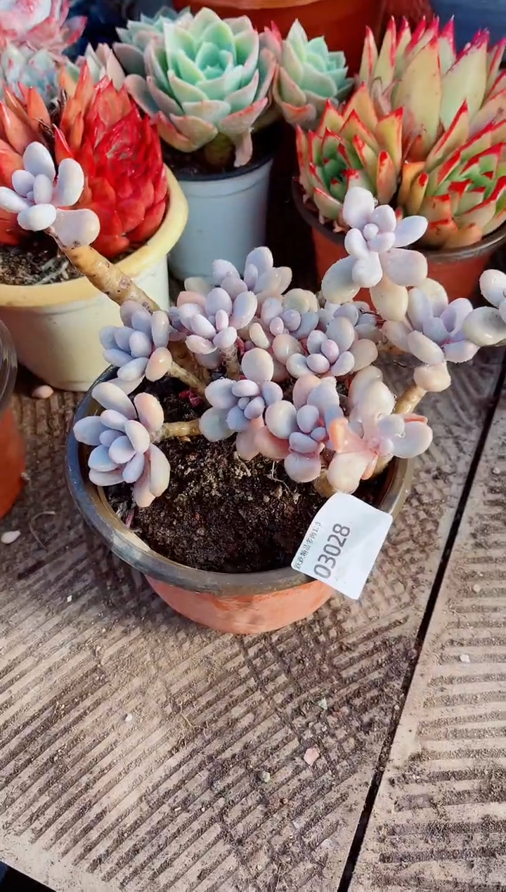 P**?跃跃精品多肉03028