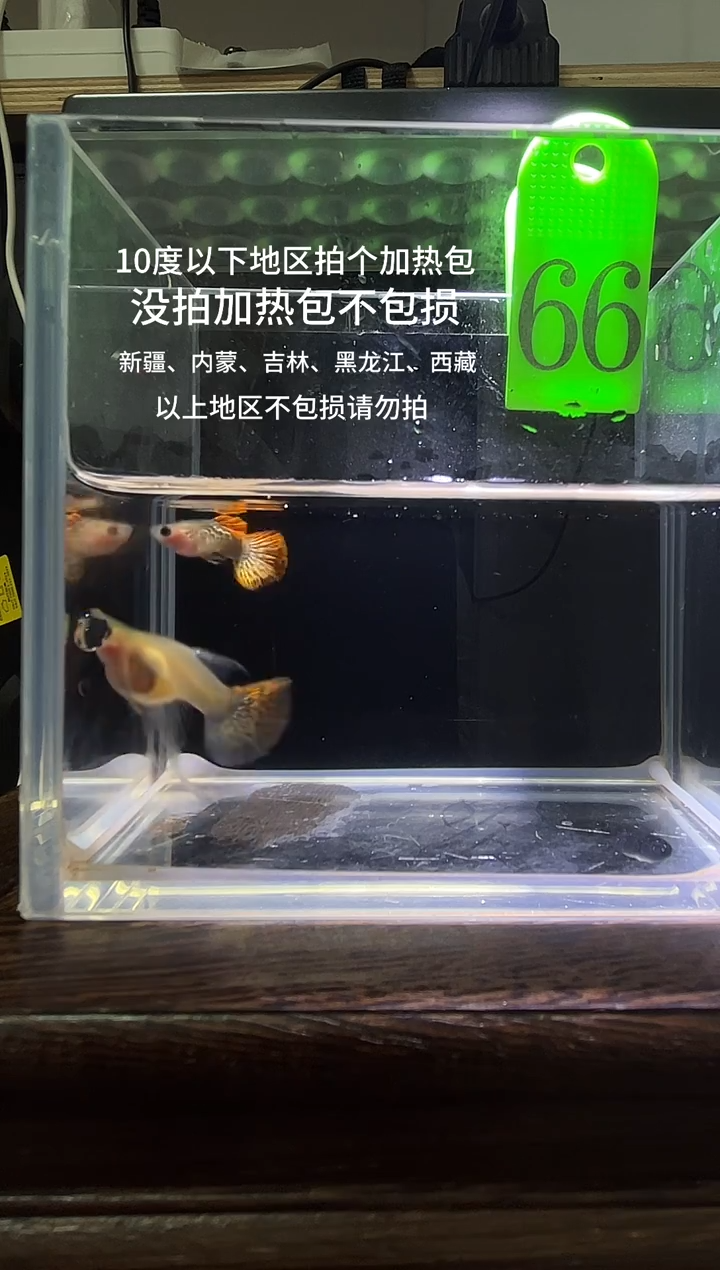 孔雀鱼红龙玻璃猫短C编号66