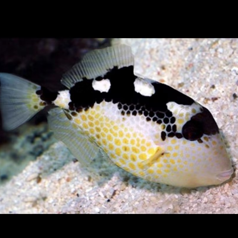 海水观赏鱼 星星炮弹鱼