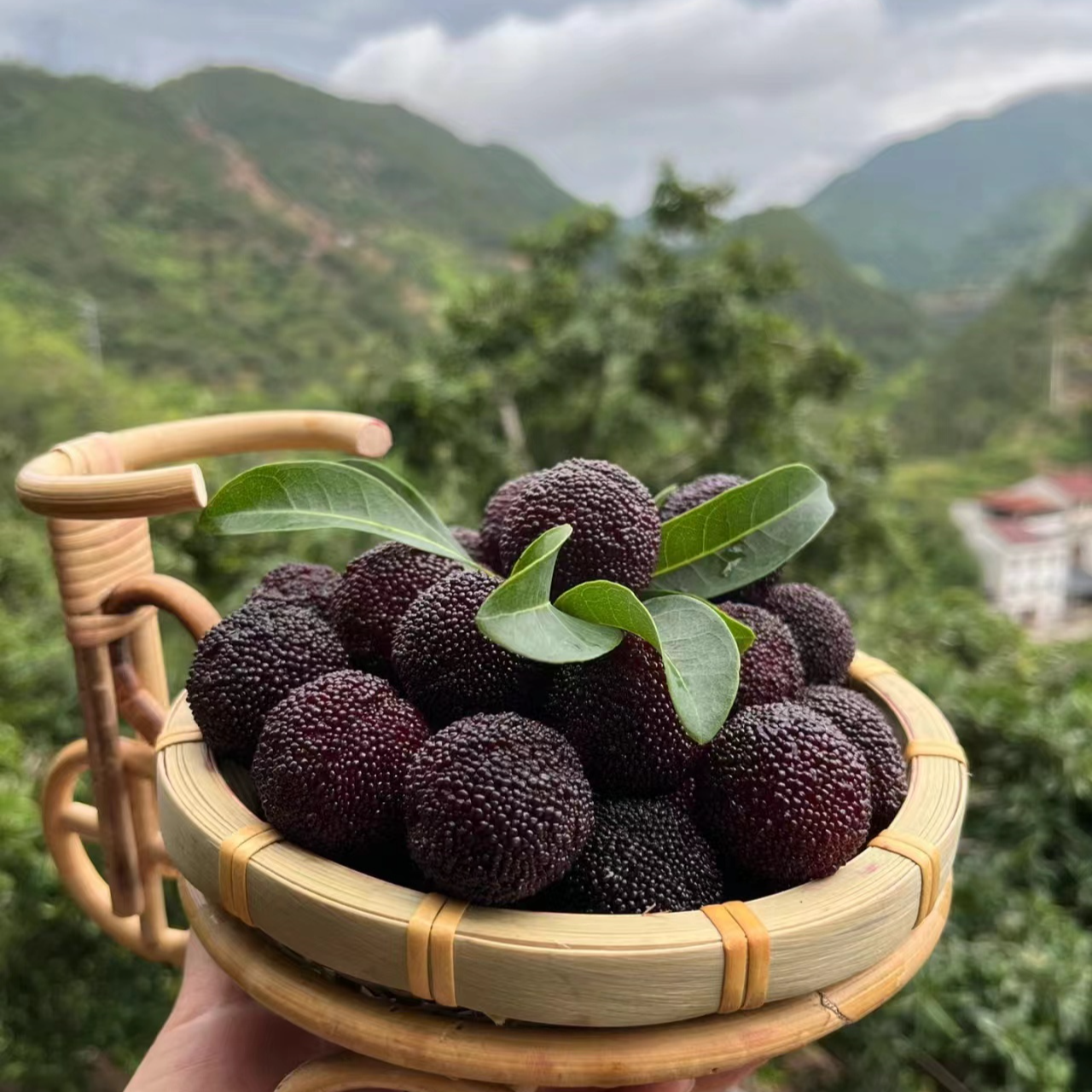 泡酒专用仙居东魁杨梅个头比较小