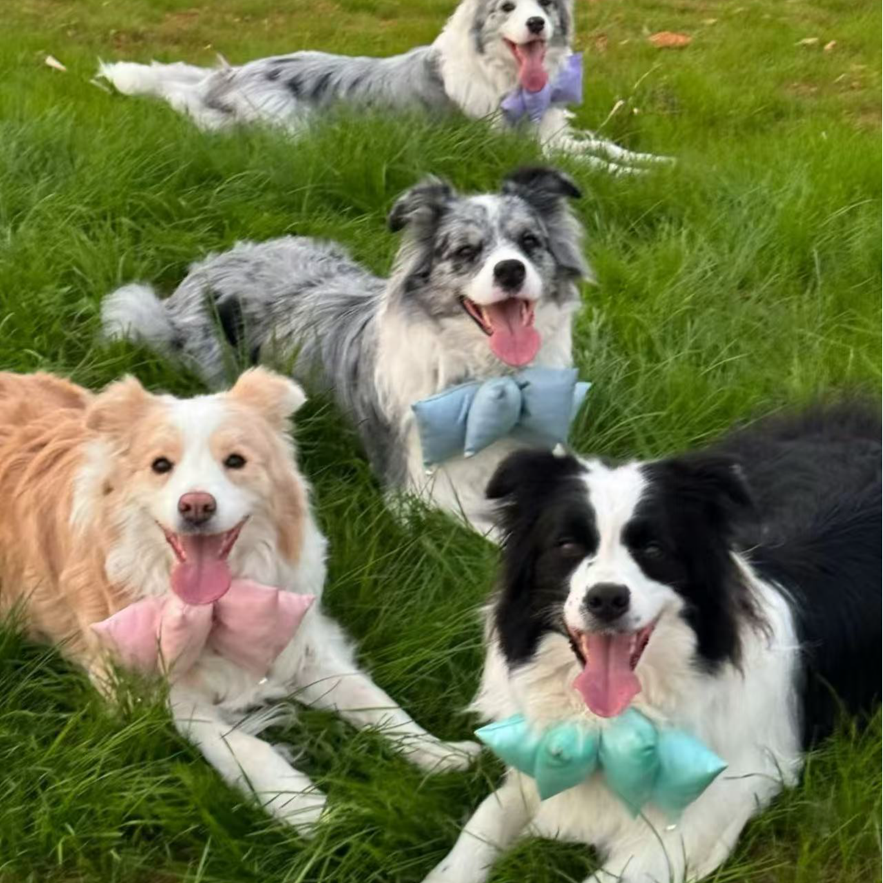 【路哥家】边牧狗狗活体专属链接