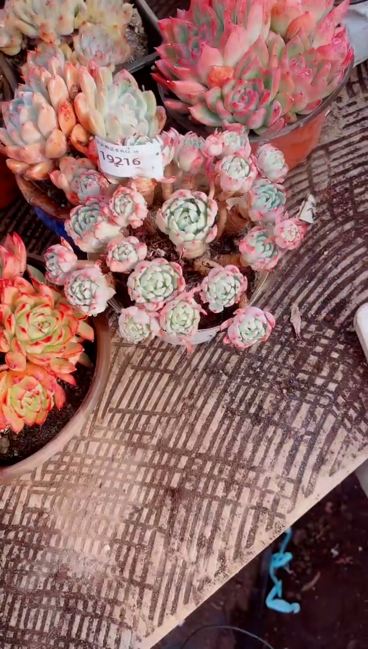 飘跃跃精品多肉19216